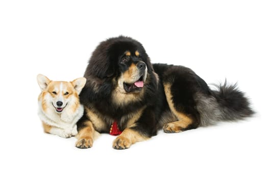 Beautiful adult welsh pembroke corgi and Tibetan mastiff dogs lying. Isolated over white background. Copy space.