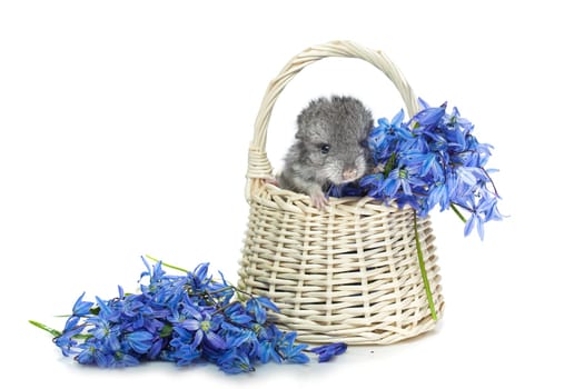 Chinchilla baby sitting in basket with blue flowers isolated over white background. Copy space.