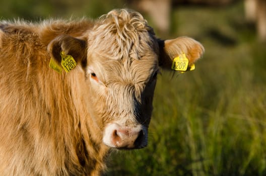 one brown cow with long hair standing on the graas