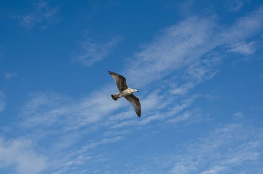 one lonely seagull flying in the sky and looking for food