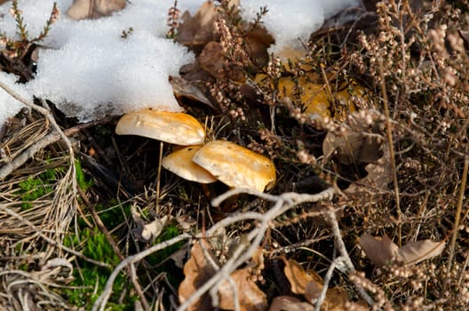 yellow mushroom in snow a frosty day the mushrom lay on the snow