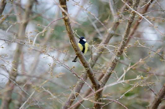 one great tit sitting in tree looking for food