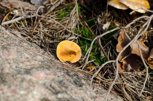 one lonely mushroom in the forrest