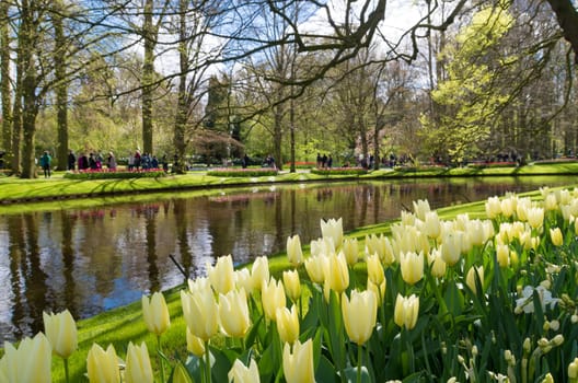 colorful blooming tulips in the famous keukenhof gardens in Lisse, netherlands