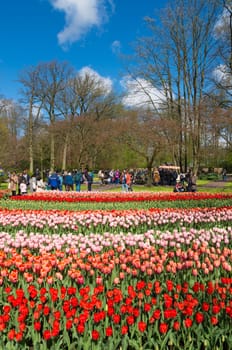 LISSE, NETHERLANDS - APRIL 17, 2016: Unknown tourists visiting the famous keukenhof tulip gardens in the netherlands