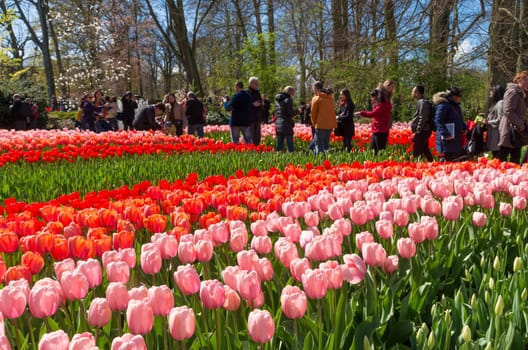 LISSE, NETHERLANDS - APRIL 17, 2016: Unknown tourists visiting the famous keukenhof tulip gardens in the netherlands