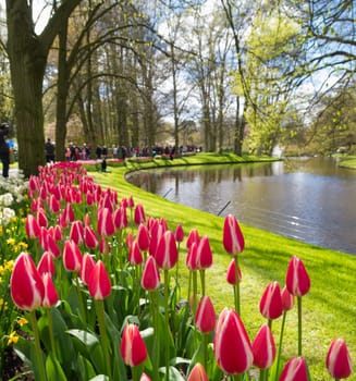 colorful blooming tulips in the famous keukenhof gardens in Lisse, netherlands