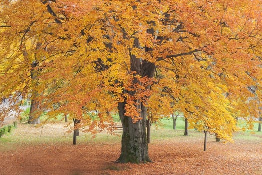 Autumn in park with Beech tree