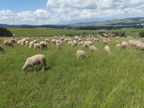 Field with sheep grazing