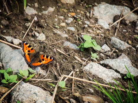 Single butterfly Little fox (Aglais urticae) sitting on scree.
