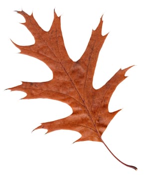 Single withered leaf of an American oak,also red oak (Quercus rubra) isolated to white.