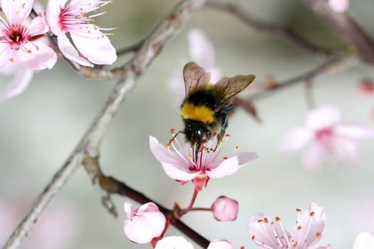 A bumblebee,(bombus) sucking at the nectar.