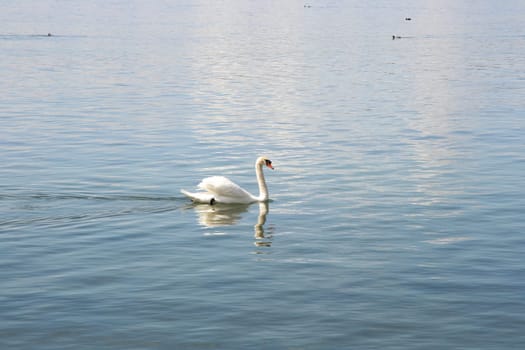 A white adult humpback swan (Cygnus olor) appears from the side