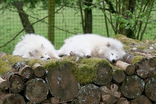 Two Arctic foxes (Vulpes lagopus) sleep on a pile of wood.