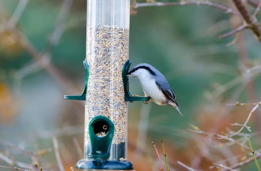 One wild nuthatch Sit in the tree and eat seed