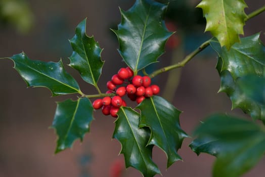 closeup of a holly plant with red fruits