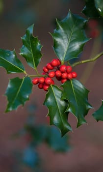closeup of a holly plant with red fruits