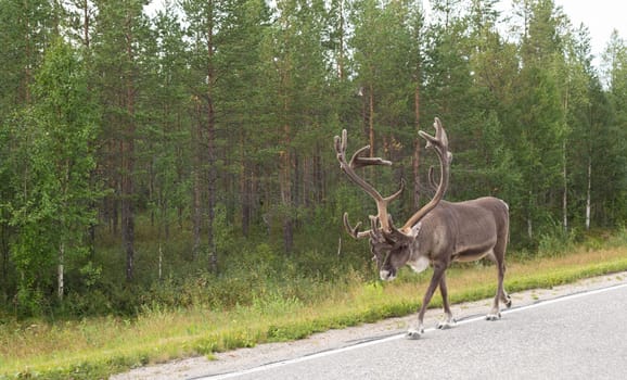 Adult deer with horns on the side of the road in Finland on the background of green forest.