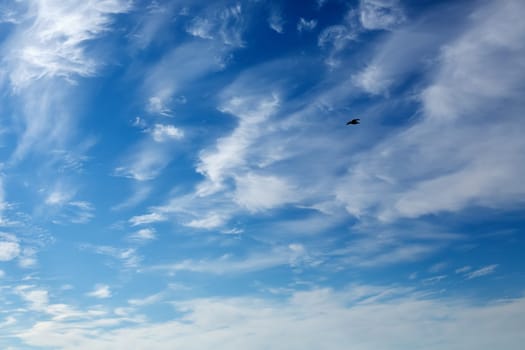Seagull in the blue sky with beautiful white clouds.