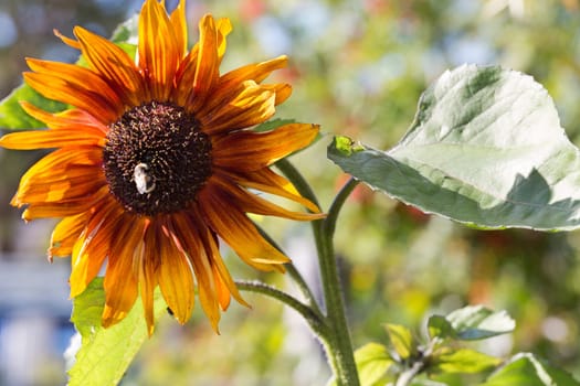 Bumblebee on a sunflower, Summer scene, Nature pollination.
