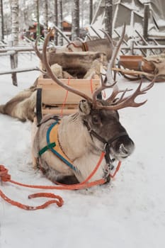 Christmas deer lying in the snow in a sleigh in Lapland.