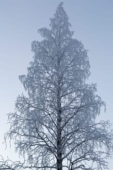 Hoarfrost Covered birch trees in a winter landscape