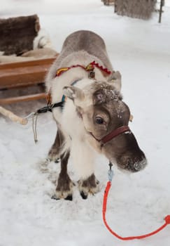 Young hornless Christmas reindeer in harness.