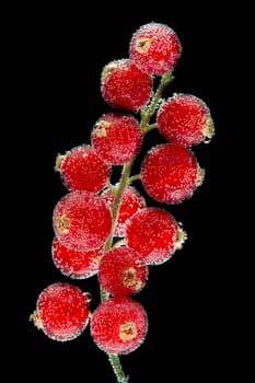 Red currants in the bubbles on a black background. Close-up.