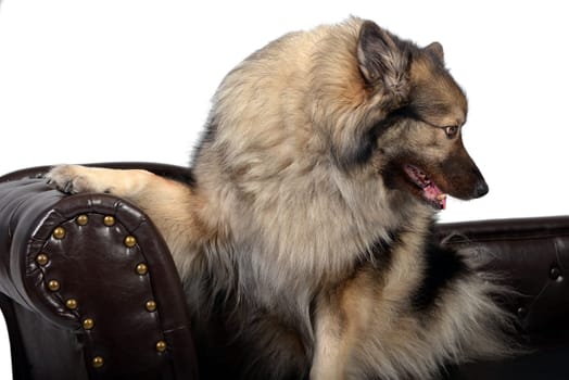 a Wolfsspitz dog on a brown Chippendal sofa
