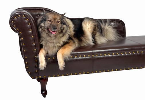 a Wolfsspitz dog on a brown Chippendal sofa