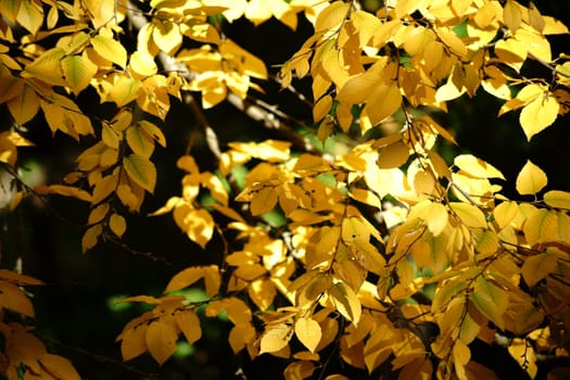 The bright yellow autumn leaves of a sugar birch in autumn.