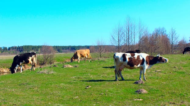 cows on the green farm pasture in the spring