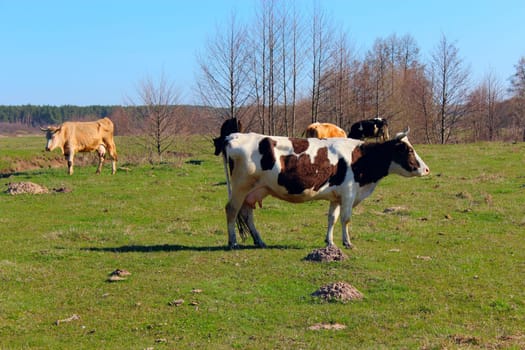 cows on the green farm pasture in the spring