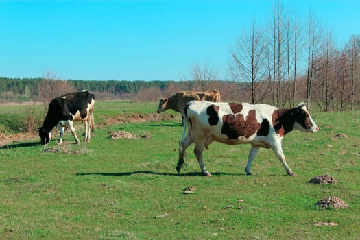cows grazing on the green farm pasture in the spring