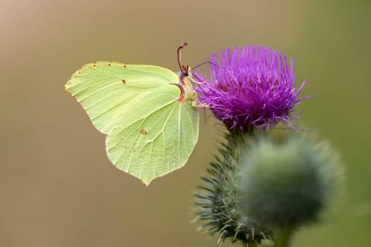 Collect lemon butterfly on a thistle during nectar - macro intake