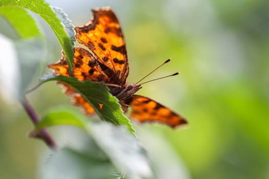 C-Butterfly - Polygonia c-album in a macro shot - View from below