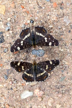Two country cards - Araschnia levana in one macro shot