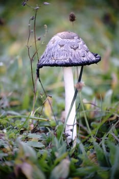The close-up and side view of the fruiting body of a crested tintling.