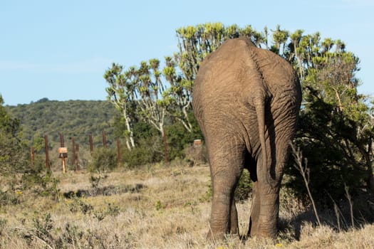 Backside of an Elephant standing at the bushes in the field.