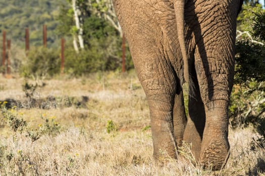 Close up of a Bush Elephant backside standing in the field.