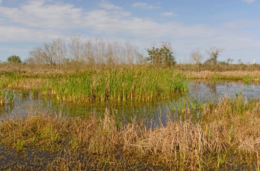 Wetland Pond in the Bayou in the Cameron Prairie National Wildlife Refuge in Louisiana