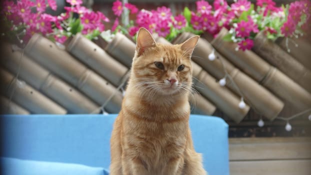 The cat stand on there with a nice background flower color
