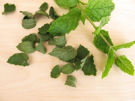 Fresh and dried peppermint leaves