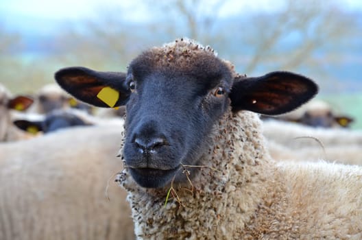flock of sheep