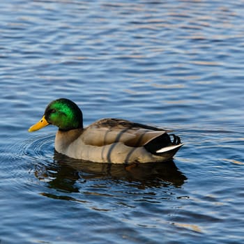 one beutiful mallard male swim in the water looking for food