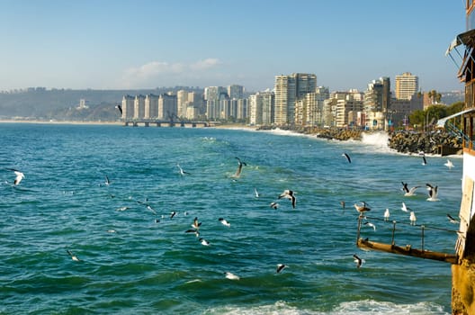 Birds enjoying the sun and surf in Vina del Mar, Chile