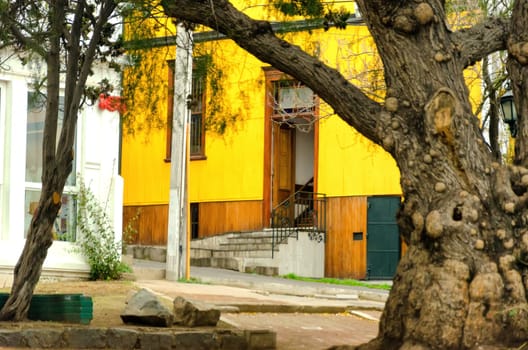 An ancient, knotted tree stands guard before a yellow house with a green door in Valparaiso, Chile