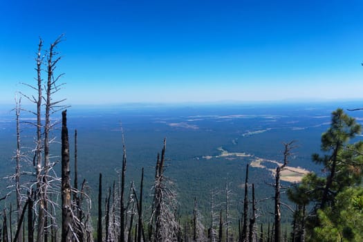Stark trees bear witness as the valley stretches out until it comes up short against more mountain peaks from Black Butte near Sisters, Oregon
