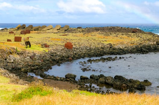 Solitary horse grazing on the rocky shore of Chile's Easter Island in the southeastern Pacific Ocean