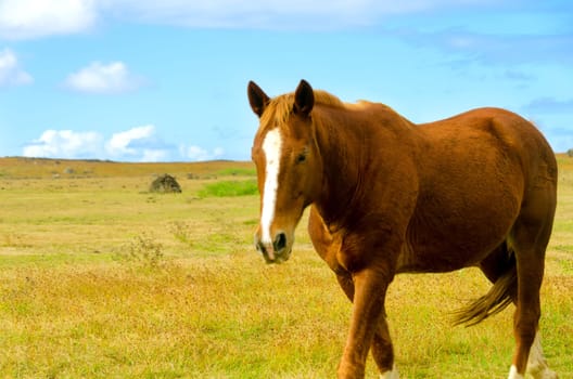 Horse walking away from the wind on Easter Island, Chile through yellow grasses topped with dots of red.